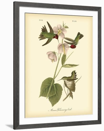 Anna Hummingbird-John James Audubon-Framed Premium Giclee Print