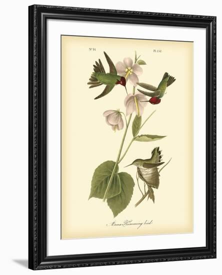 Anna Hummingbird-John James Audubon-Framed Art Print