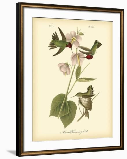 Anna Hummingbird-John James Audubon-Framed Art Print