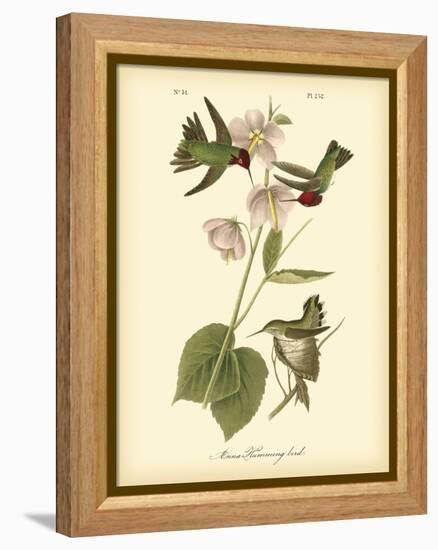 Anna Hummingbird-John James Audubon-Framed Stretched Canvas