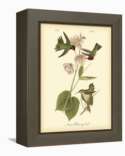 Anna Hummingbird-John James Audubon-Framed Stretched Canvas