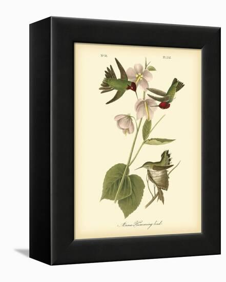 Anna Hummingbird-John James Audubon-Framed Stretched Canvas