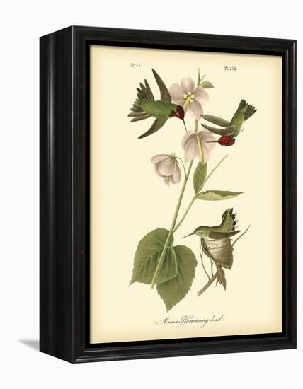 Anna Hummingbird-John James Audubon-Framed Stretched Canvas