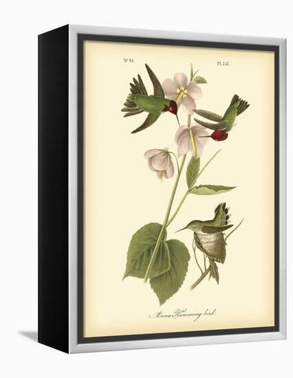 Anna Hummingbird-John James Audubon-Framed Stretched Canvas