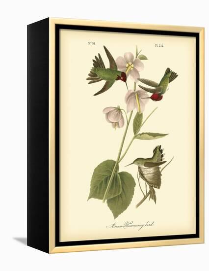 Anna Hummingbird-John James Audubon-Framed Stretched Canvas