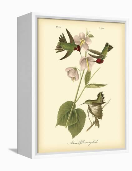 Anna Hummingbird-John James Audubon-Framed Stretched Canvas