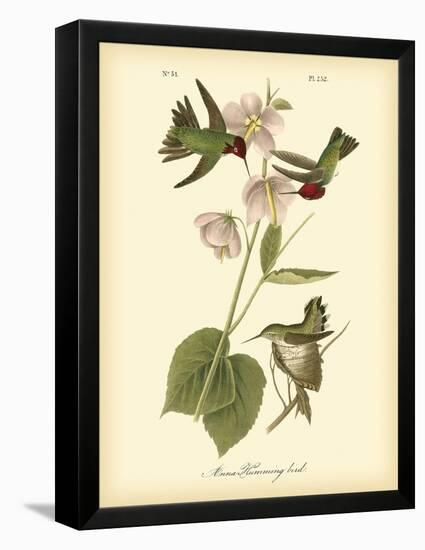 Anna Hummingbird-John James Audubon-Framed Stretched Canvas