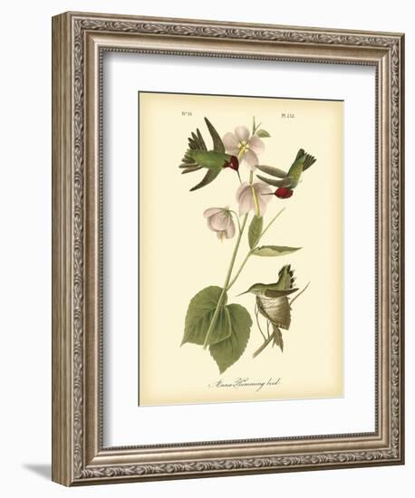 Anna Hummingbird-John James Audubon-Framed Art Print