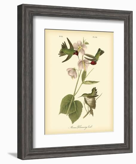 Anna Hummingbird-John James Audubon-Framed Art Print