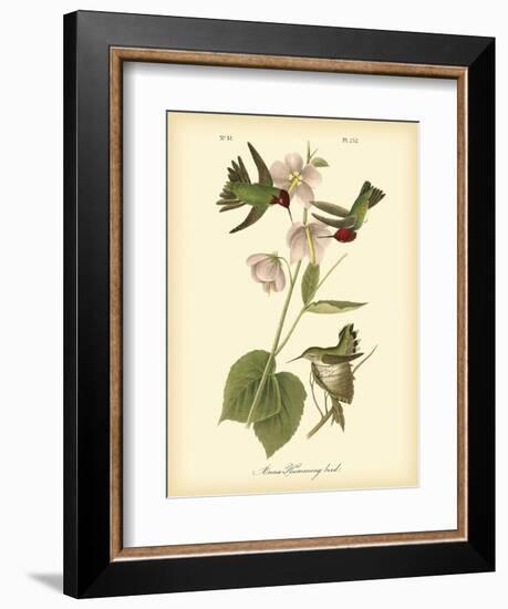 Anna Hummingbird-John James Audubon-Framed Art Print