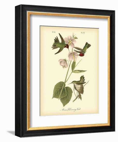 Anna Hummingbird-John James Audubon-Framed Art Print