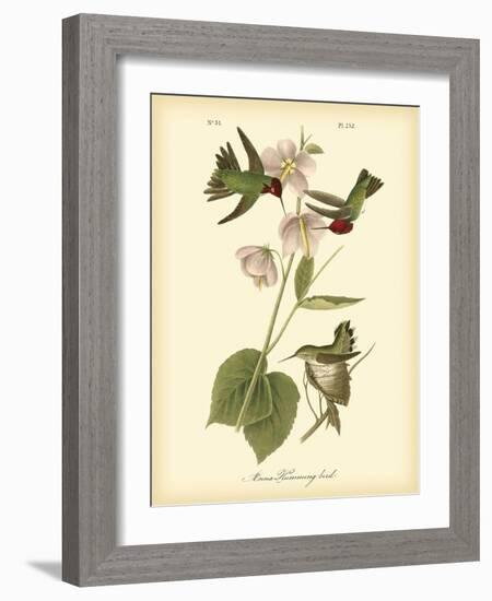 Anna Hummingbird-John James Audubon-Framed Art Print