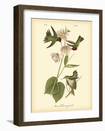 Anna Hummingbird-John James Audubon-Framed Art Print