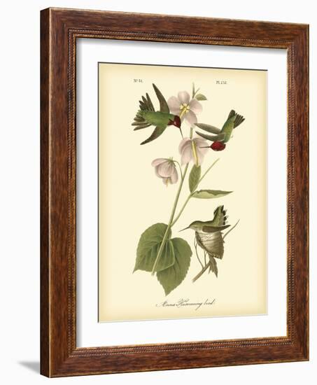 Anna Hummingbird-John James Audubon-Framed Art Print