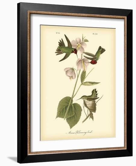 Anna Hummingbird-John James Audubon-Framed Art Print