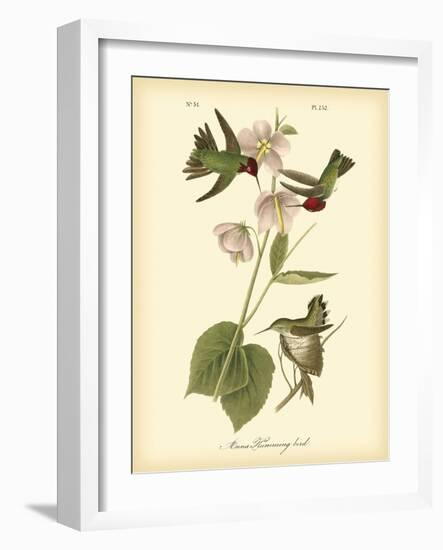 Anna Hummingbird-John James Audubon-Framed Art Print