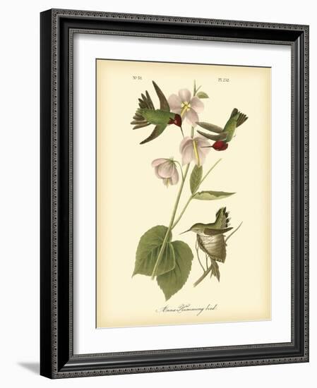 Anna Hummingbird-John James Audubon-Framed Art Print