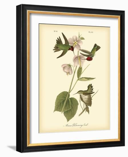 Anna Hummingbird-John James Audubon-Framed Art Print