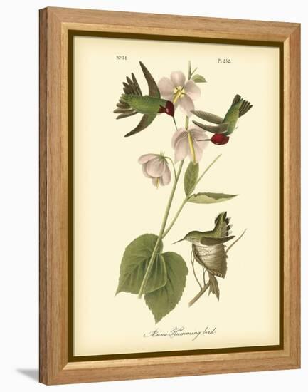 Anna Hummingbird-John James Audubon-Framed Stretched Canvas