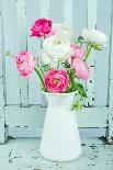 White and Pink Ranunculus Flowers-Anna-Mari West-Photographic Print