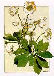 Honeysuckle Nouveau II-Anna Martin-Mounted Art Print