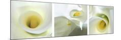 Premium Photographic Print