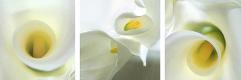 Premium Photographic Print