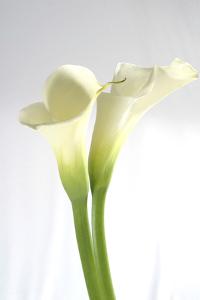 Beautiful Calla Lily artwork for sale, Posters and Prints | Art.com