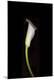 Premium Photographic Print