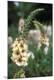 Premium Photographic Print