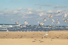 Flock of seaguls on the beaches of Lake Michigan, Indiana Dunes, Indiana, USA-Anna Miller-Photographic Print