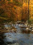 Golden foliage reflected in mountain creek, Smoky Mountain National Park, Tennessee, USA-Anna Miller-Photographic Print