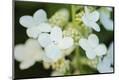 Premium Photographic Print