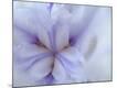 Premium Photographic Print