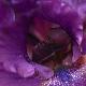 Premium Photographic Print
