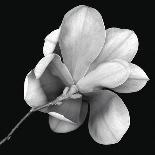 Magnolia Study in Black and White-Anna Miller-Photographic Print