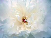 Peony-Anna Miller-Photographic Print