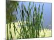 Premium Photographic Print
