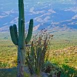 Teddybear Cholla Cactus in Arizona Desert Mountains-Anna Miller-Photographic Print
