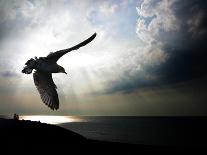 Seagul in flight over Lake Michigan beach, Indiana Dunes, Indiana, USA-Anna Miller-Photographic Print