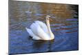 Premium Photographic Print