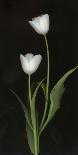 Tulips on Black Background-Anna Miller-Photographic Print