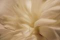 Premium Photographic Print
