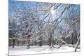 Photographic Print