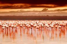 African Flamingos in the Lake over Beautiful Sunset, Flock of Exotic Birds at Natural Habitat, Afri-Anna Om-Premier Image Canvas