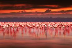 African Flamingos in the Lake over Beautiful Sunset, Flock of Exotic Birds at Natural Habitat, Afri-Anna Om-Framed Premier Image Canvas