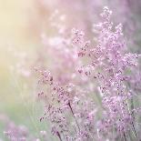 Beautiful Tender Cherry Tree Blossom in Morning Purple Sun Light-Anna Omelchenko-Photographic Print