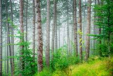 Beautiful Pine Tree Forest, Abstract Natural Background, Misty Woods in the Morning, Amazing Nature-Anna Omelchenko-Photographic Print