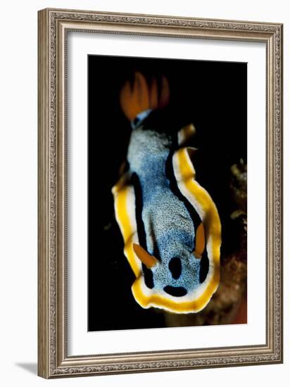 Anna's Chromodoris Nudibranch Sea Slug-null-Framed Photographic Print