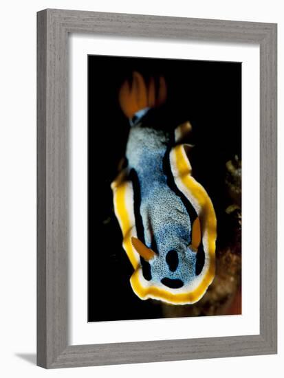 Anna's Chromodoris Nudibranch Sea Slug-null-Framed Photographic Print